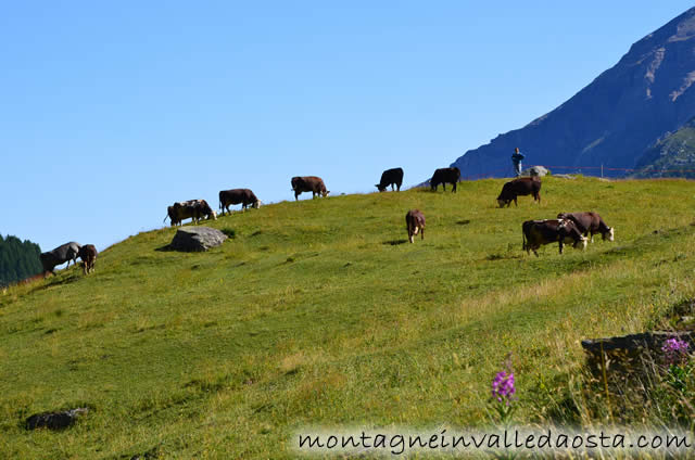 rifugio lepee